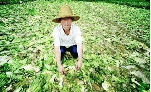 糧賤價穩，肉禽低迷 農民增收困境下的生活成本之困