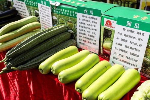 秋分時節(jié)慶豐收，佛山人的田園歡歌
